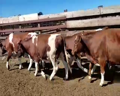 Lote 20 Novillo Gordo en Los Ángeles, VIII Región Biobío