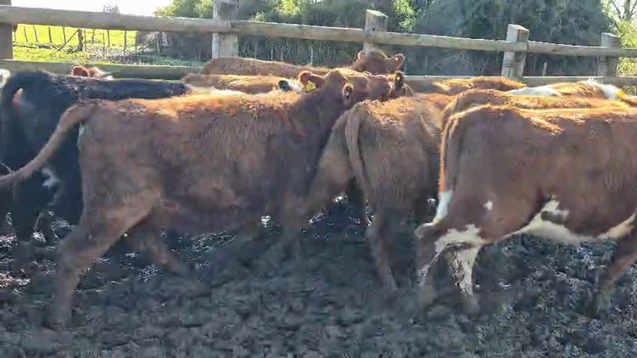 Lote 42 Vaquilla Engorda en Perquenco, IX Región Araucanía