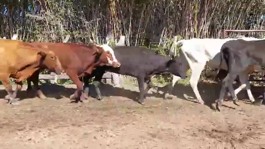 Lote 37 Vacas p/ invernar