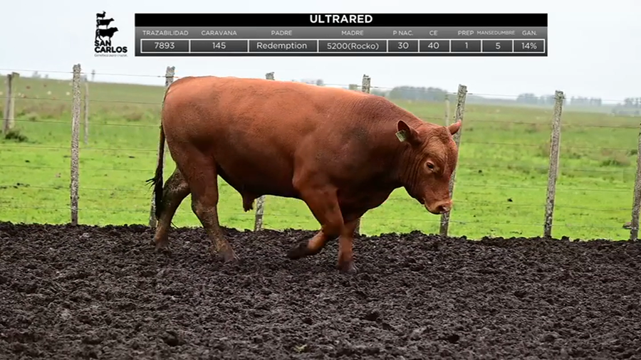 Lote Toros a remate en La Magdalena y San Carlos, Artigas