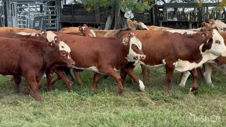 Lote 66 Terneros/as en Corrientes, Mercedes