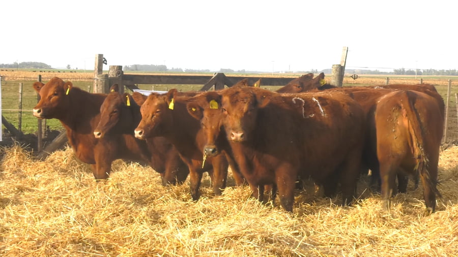 Lote Vaquillonas Coloradas S/SERVICIO