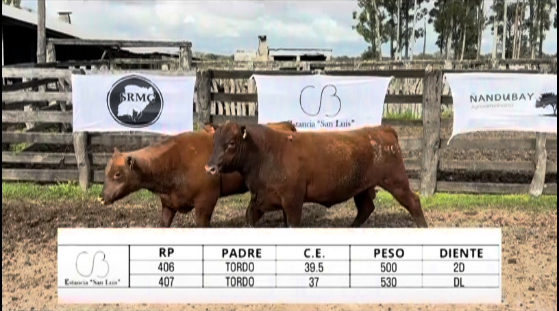 Lote TOROS ABERDEEN ANGUS "SAN LUIS"