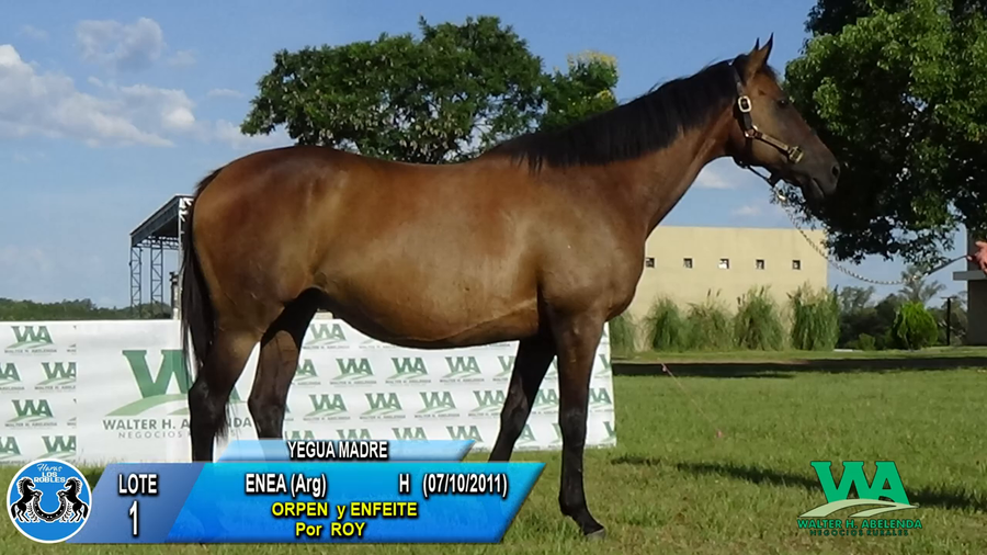 Lote ENEA (Arg)