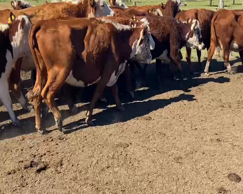 Lote 44 Vacas Manufactura en Rosario del Tala, Entre Ríos