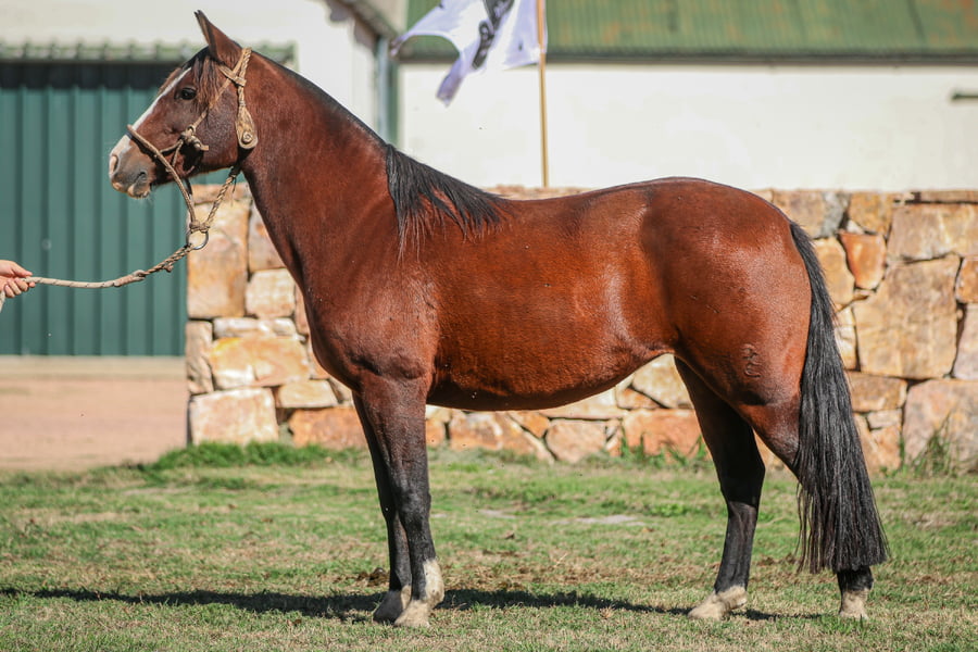 Lote Poronguera