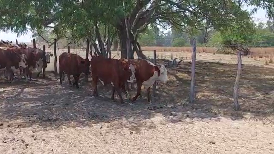 Lote 50 Vacas de invernar en Goya, Corrientes