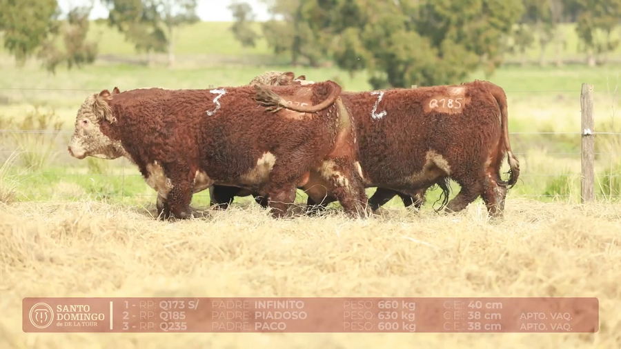 Lote ORDEN 29 TOROS DE LOTES