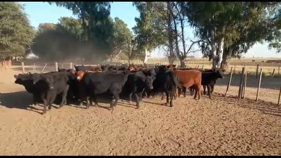 Lote 64 Terneras en Realicó, La Pampa