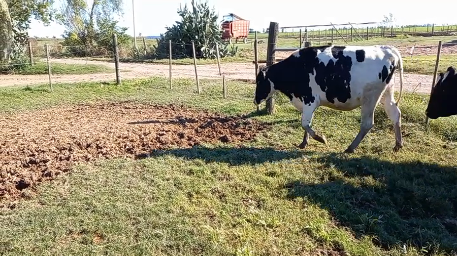 Lote Vaquillonas Preñadas - Don Silvano