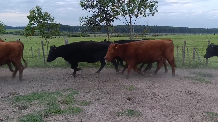 Lote 29 - Vientres Preñados