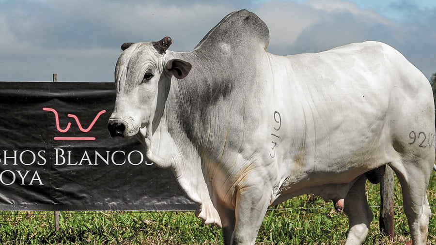 Lote LOTE 55