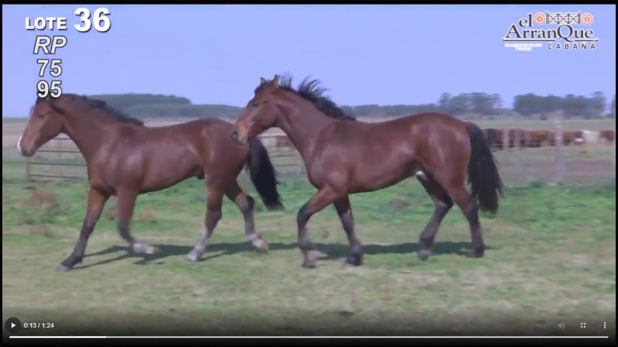 Lote 2 Padrillo Criollo PP - Santa Anita, Entre Rios