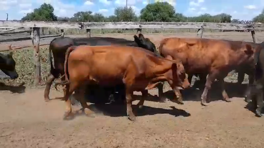 Lote 66 Novillos en Villaguay, Entre Ríos