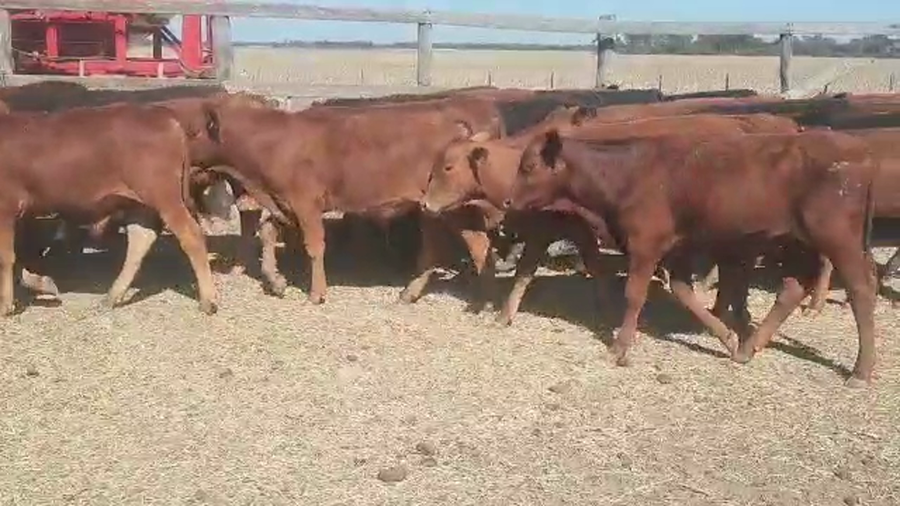 Lote 65 Terneros/as en Quimilí, Santiago del Estero