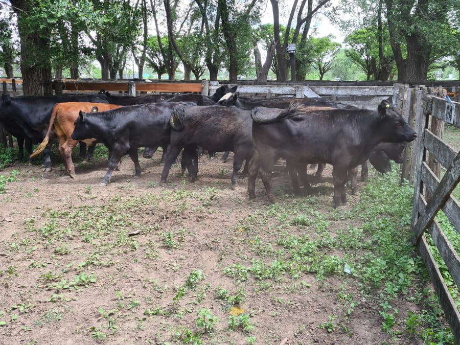 Lote 13 Novillitos en Gral. Lamadrid, Buenos Aires
