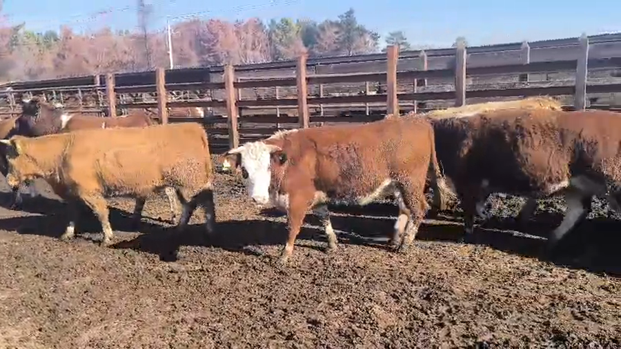 Lote 20 Vaquilla Gorda en Los Ángeles, VIII Región Biobío