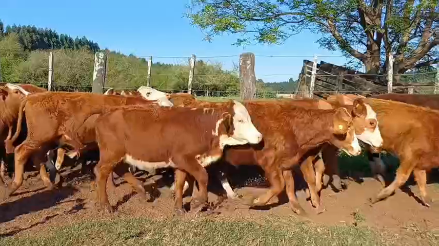 Lote 70 Terneros/as en Corrientes, Santa Rosa