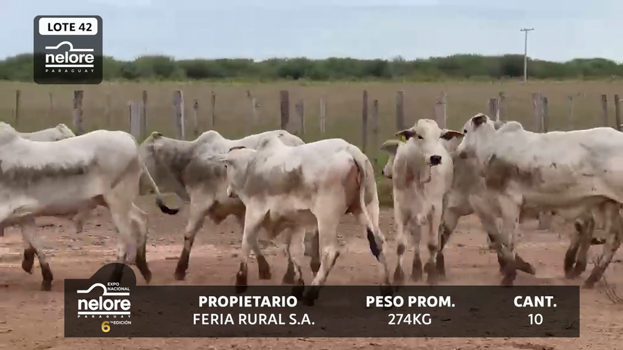Lote LOTE 42