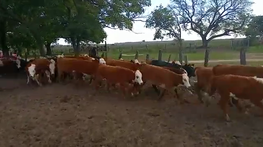 Lote 134 Terneras en Santa Lucía, Corrientes