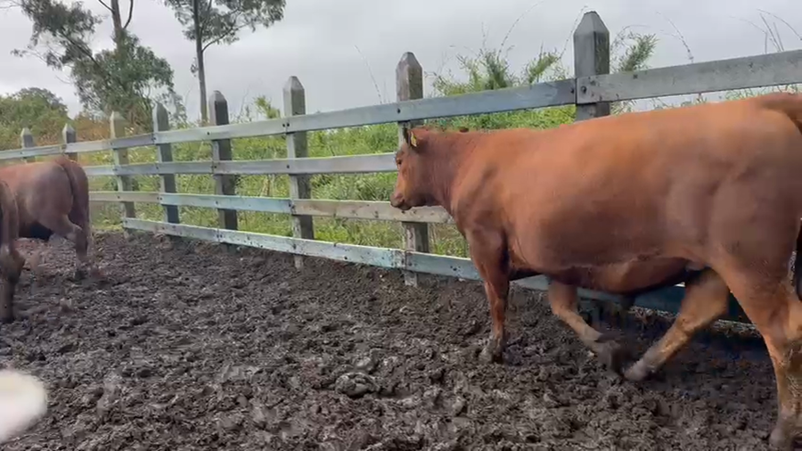 Lote 42 Novillo Gordo en Puyehue, X Región Los Lagos