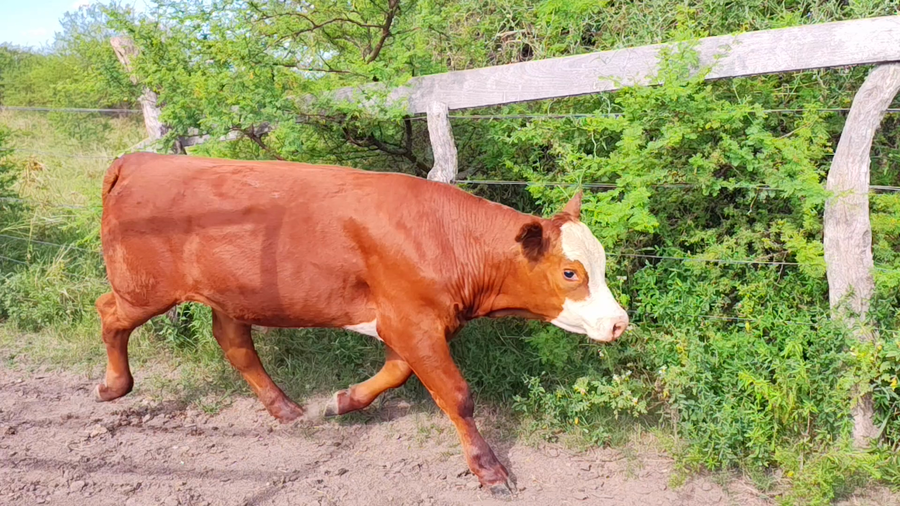 Lote 4 Terneros en Corrientes, Curuzu Cuatia