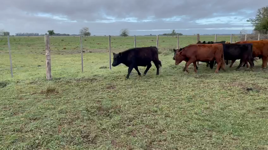 Lote 17 Novillitos en Gral. Paz, Buenos Aires
