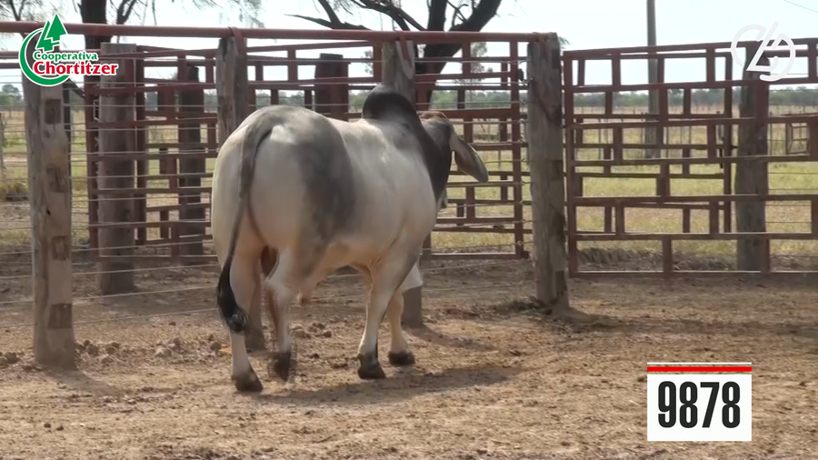 Lote Brahman