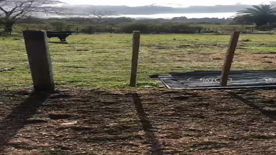 Lote 10 Terneros y Terneras ANGUS a remate en PANTALLA CAMY 250kg - , San José