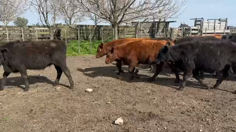 Lote 50 Terneros en Azul