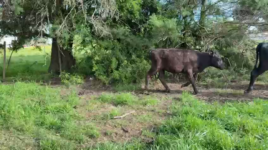 Lote TERNEROS Y TERNERAS