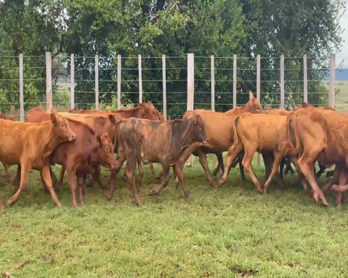 Lote 150 Terneros/as en Candelaria, Mendoza