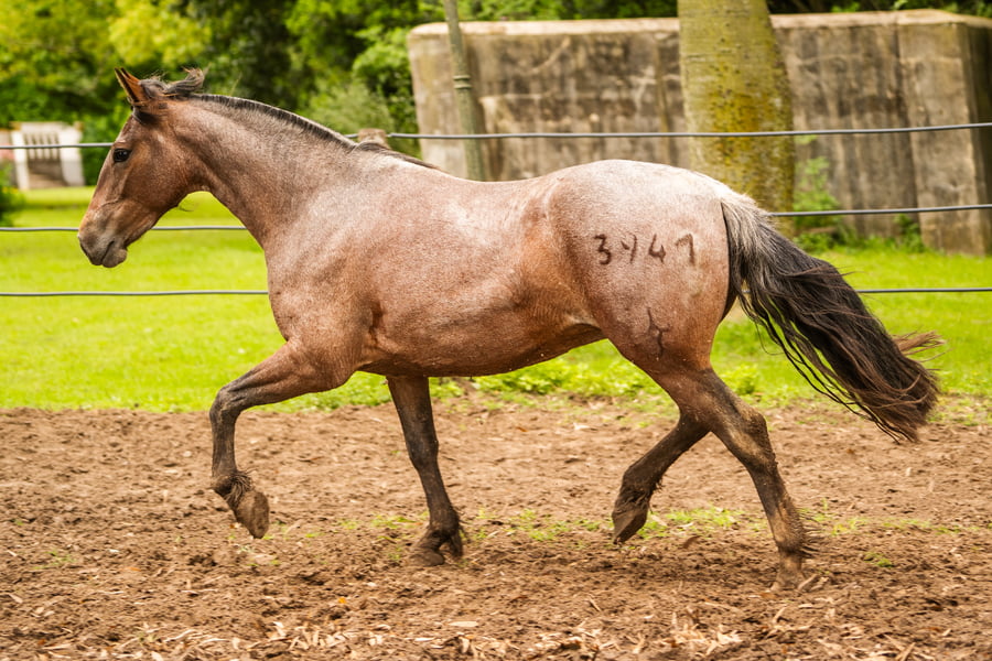 Lote CHARQUE INTENSA