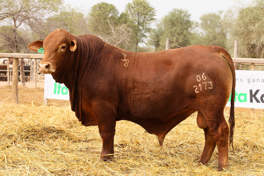 Lote LOTE 69