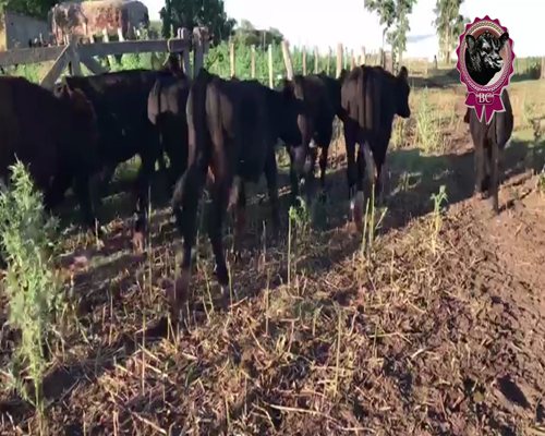 Lote 8 Terneros de 230 Kg