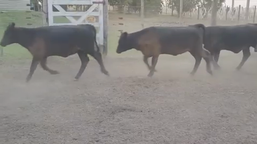 Lote 69 Terneros/as en Villaguay, Entre Ríos