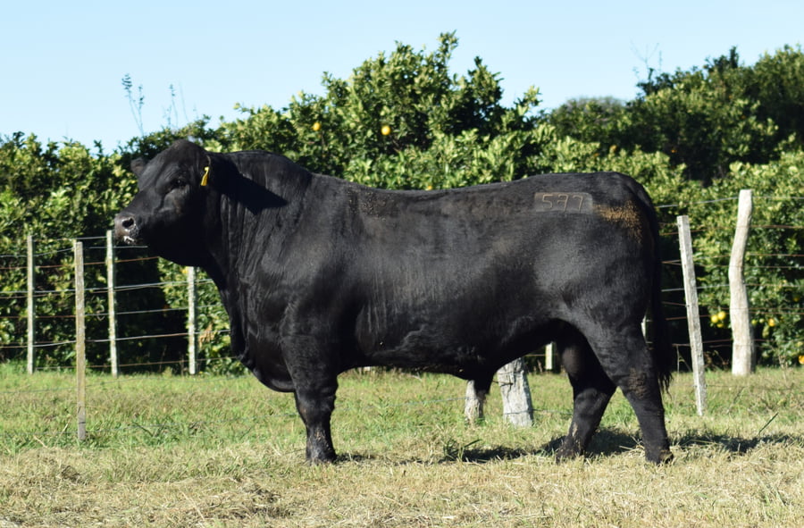 Lote 577 COURAGE ZORZAL (negro)