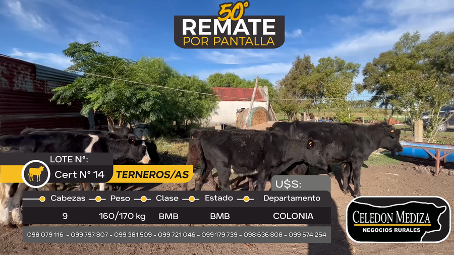 Lote 9 Terneros y Terneras en Soriano