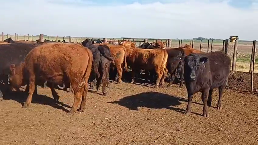 Lote 64 Vaquillonas P/ entorar