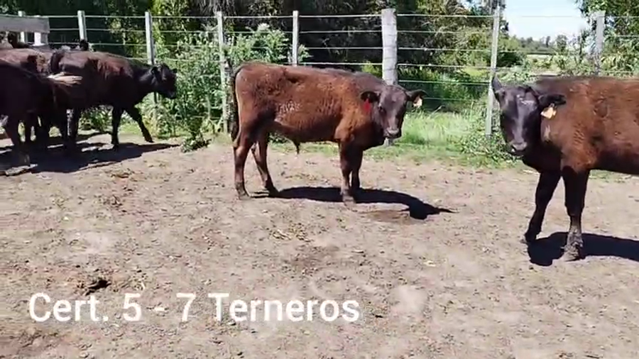 Lote TERNEROS