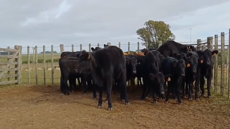 Lote 23 Terneras ANGUS /  RED ANGUS a remate en #44 Pantalla Carmelo 180kg -  en COQUIMBO