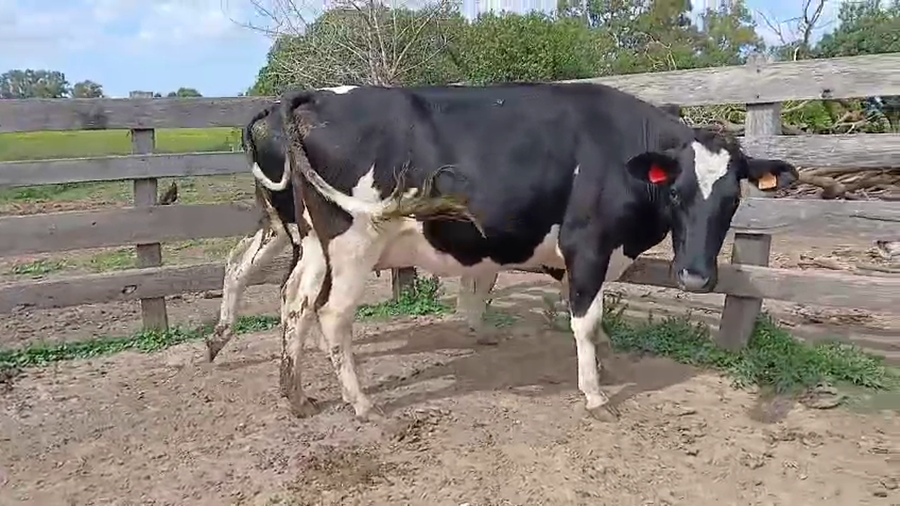 Lote 2 Vaquillonas Proximas a remate en Pantalla Camy  450kg -  en Libertad