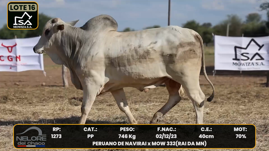 Lote LOTE 16