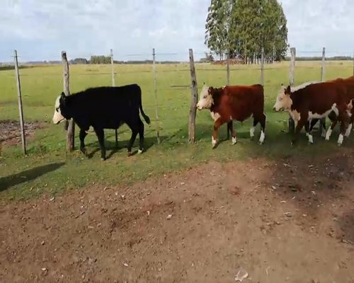 Lote 80 Terneros/as en Concordia, Entre Ríos