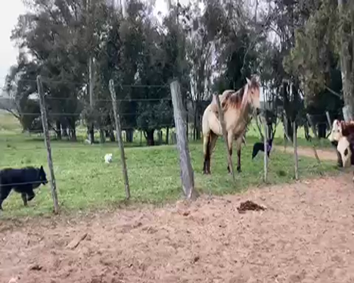 Lote 19 Vaquillonas 1 a 2 años en Paysandú