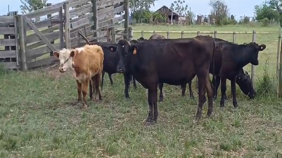 Lote (Vendido)8 Novillos 1 a 2 años AA/ HO - 1 HE - 1 HO a remate en #50 Pantalla Carmelo 210kg - , Colonia