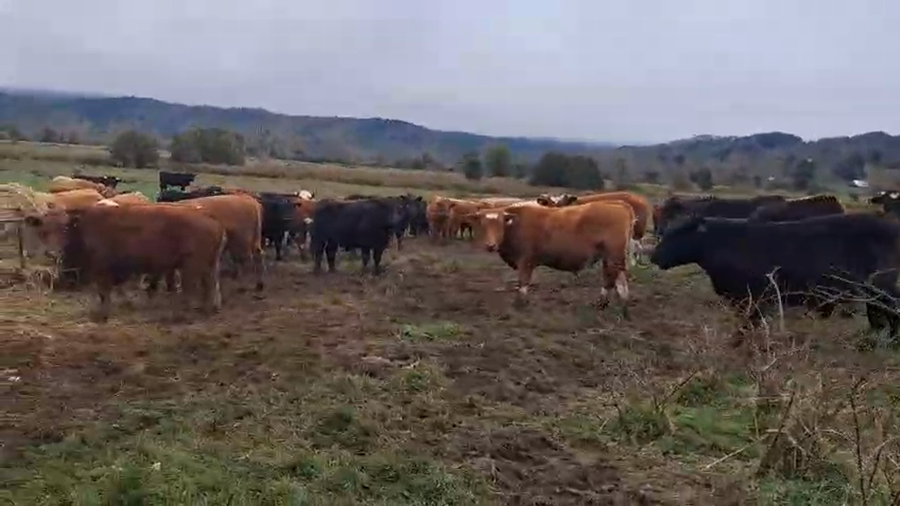 Lote 55 Novillo Engorda en Fresia, X Región Los Lagos