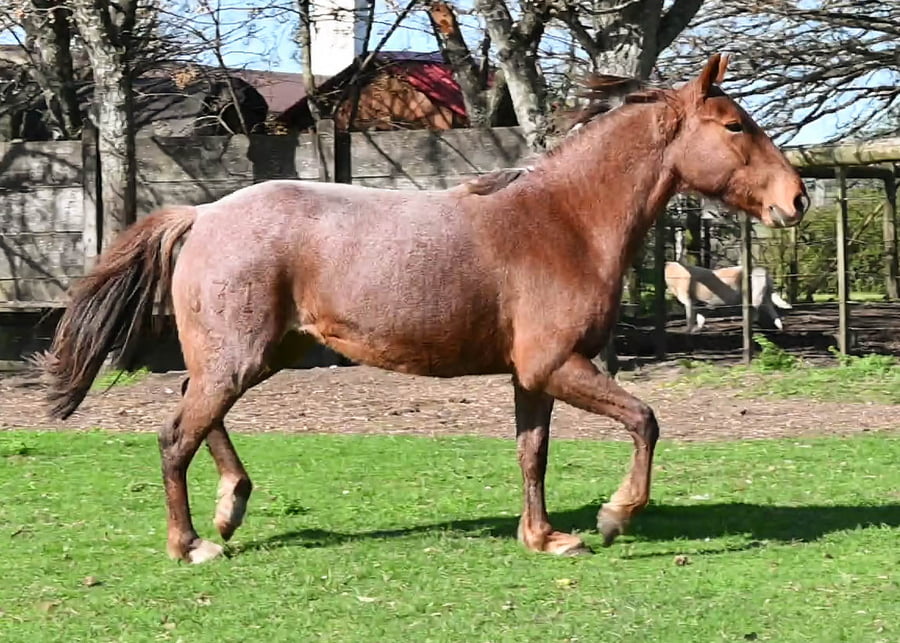 Lote PICA PICA MOLLES