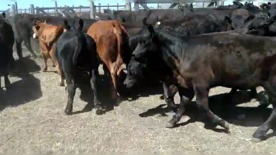 Lote 62 TERNS. HEMBRAS, DE LA GARMA, PCIA. DE BS. AS.