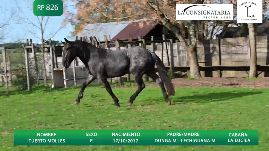 Lote TUERTO MOLLES (PADRILLO)